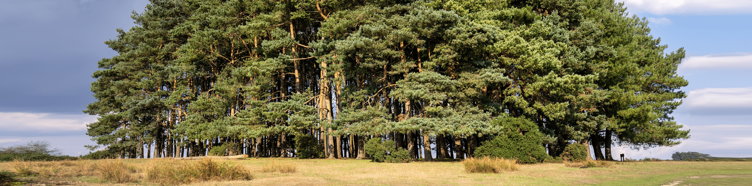 Ashdown Forest
